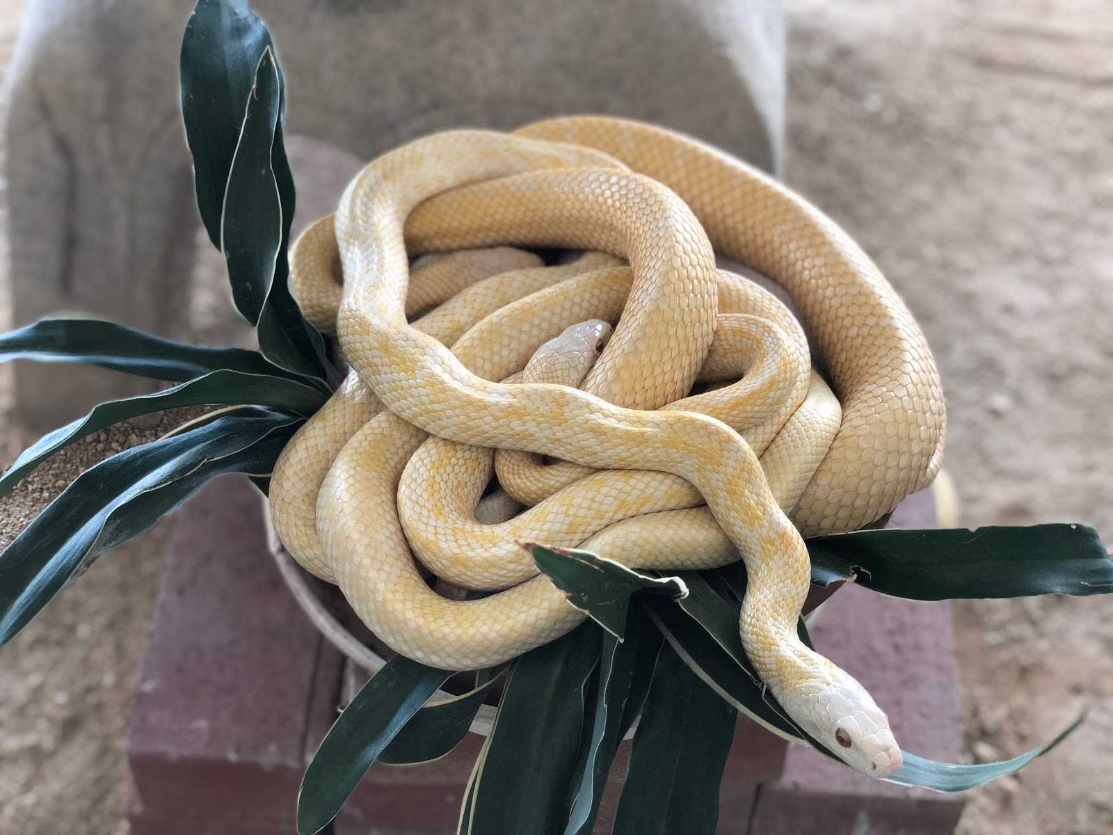 白蛇資料館 施設詳細