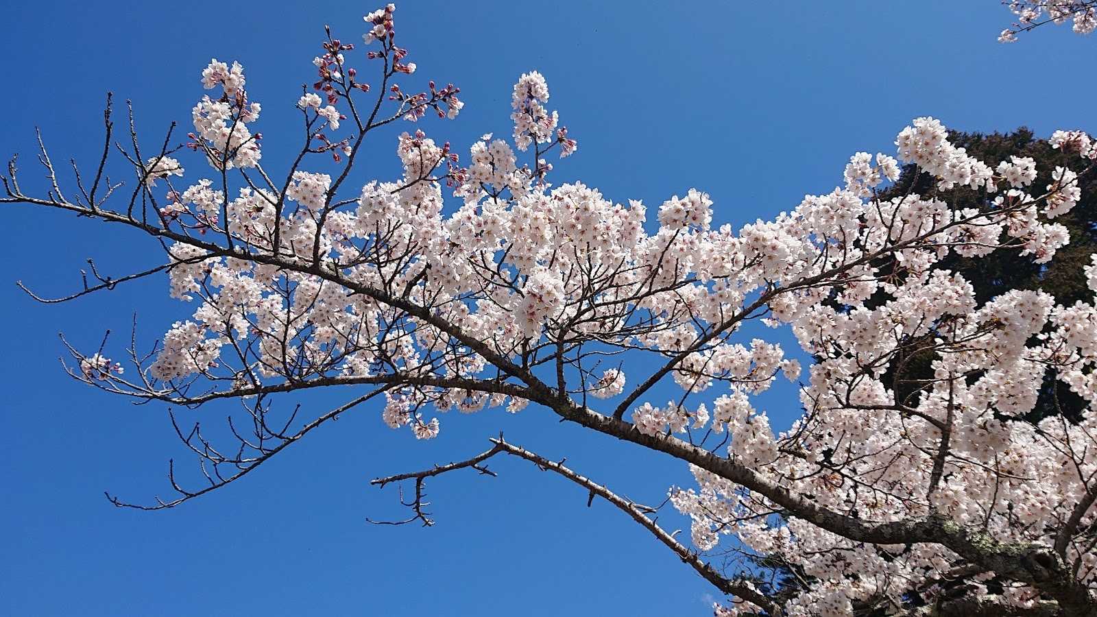 湯ノ岳パノラマライン展望台 施設詳細