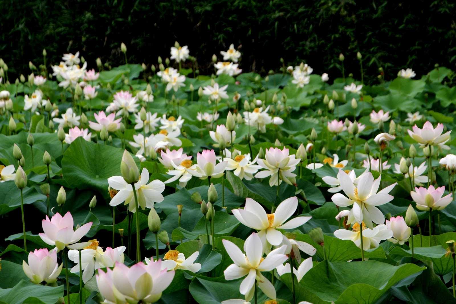 中山の蓮池の周辺観光情報 Staynavi