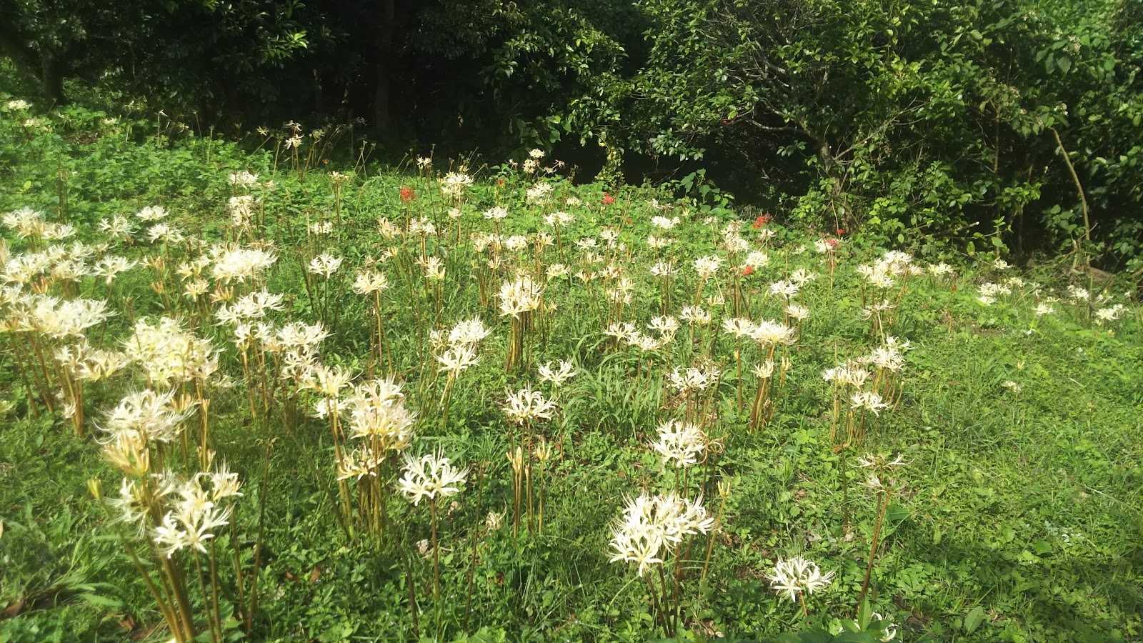 そのぎ茶温泉里山の湯宿 つわぶきの花 施設詳細