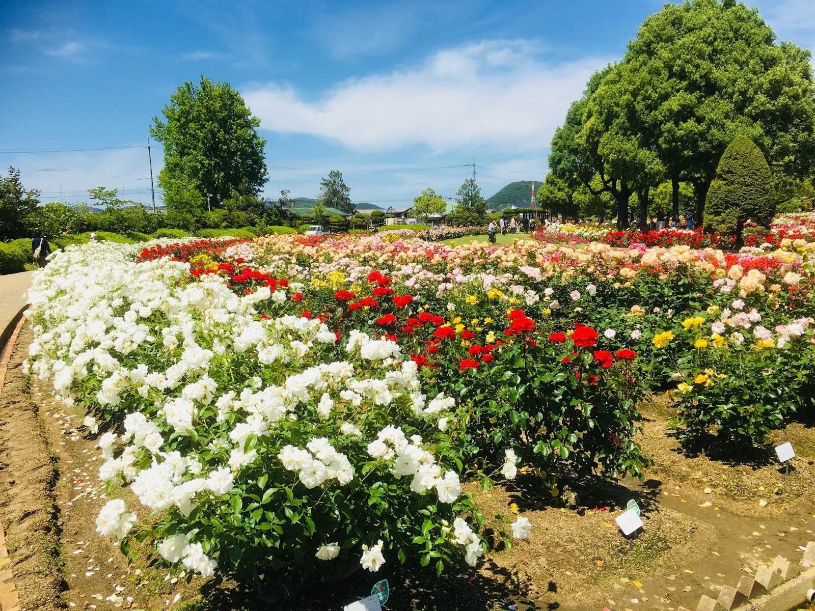 Rsk バラ園 施設詳細