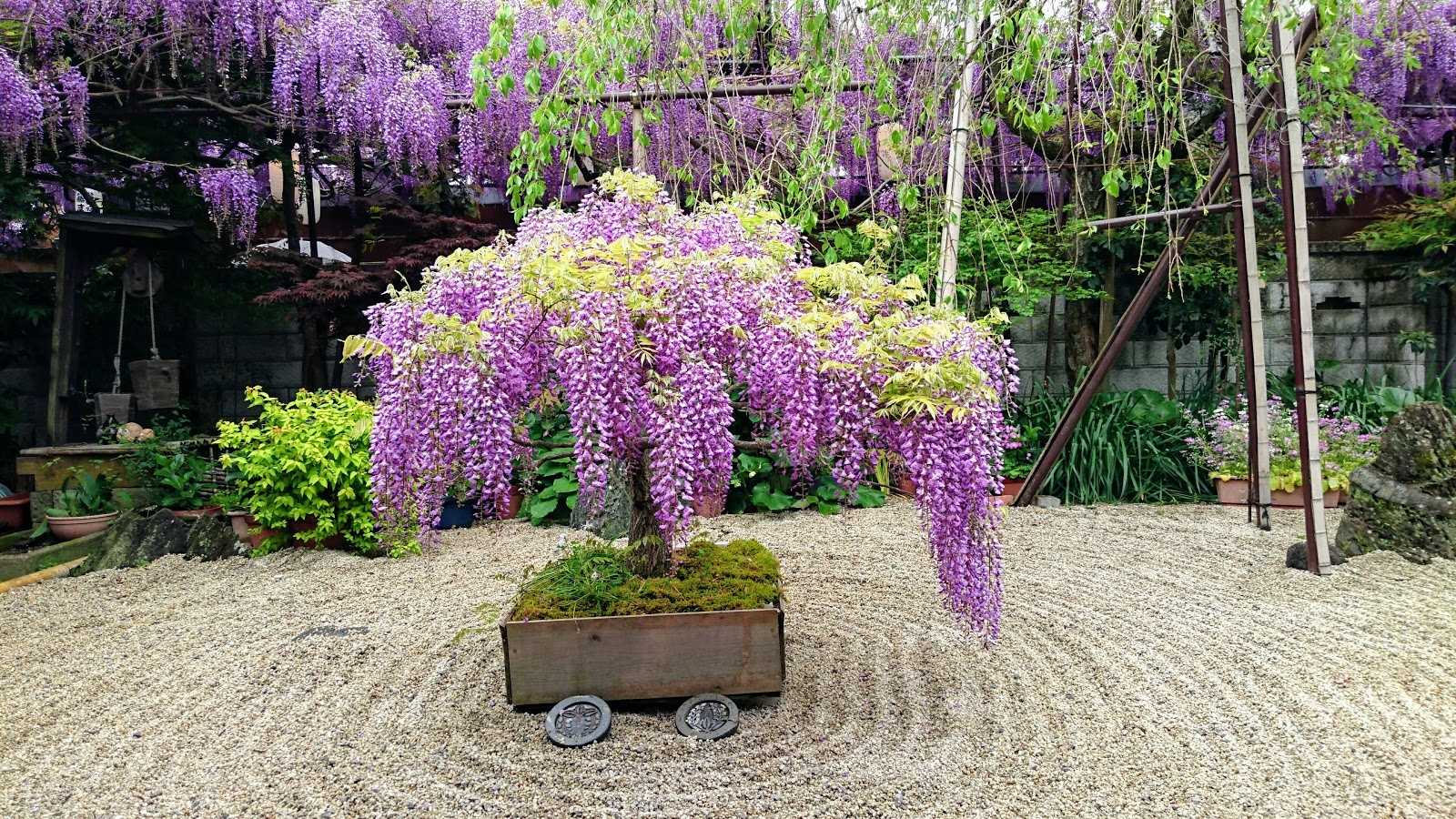 信達宿の野田藤 梶本邸 施設詳細