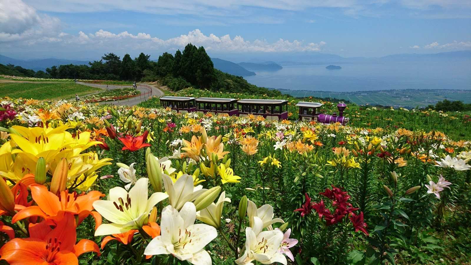 びわこ箱館山 ゆり園 夏限定 施設詳細