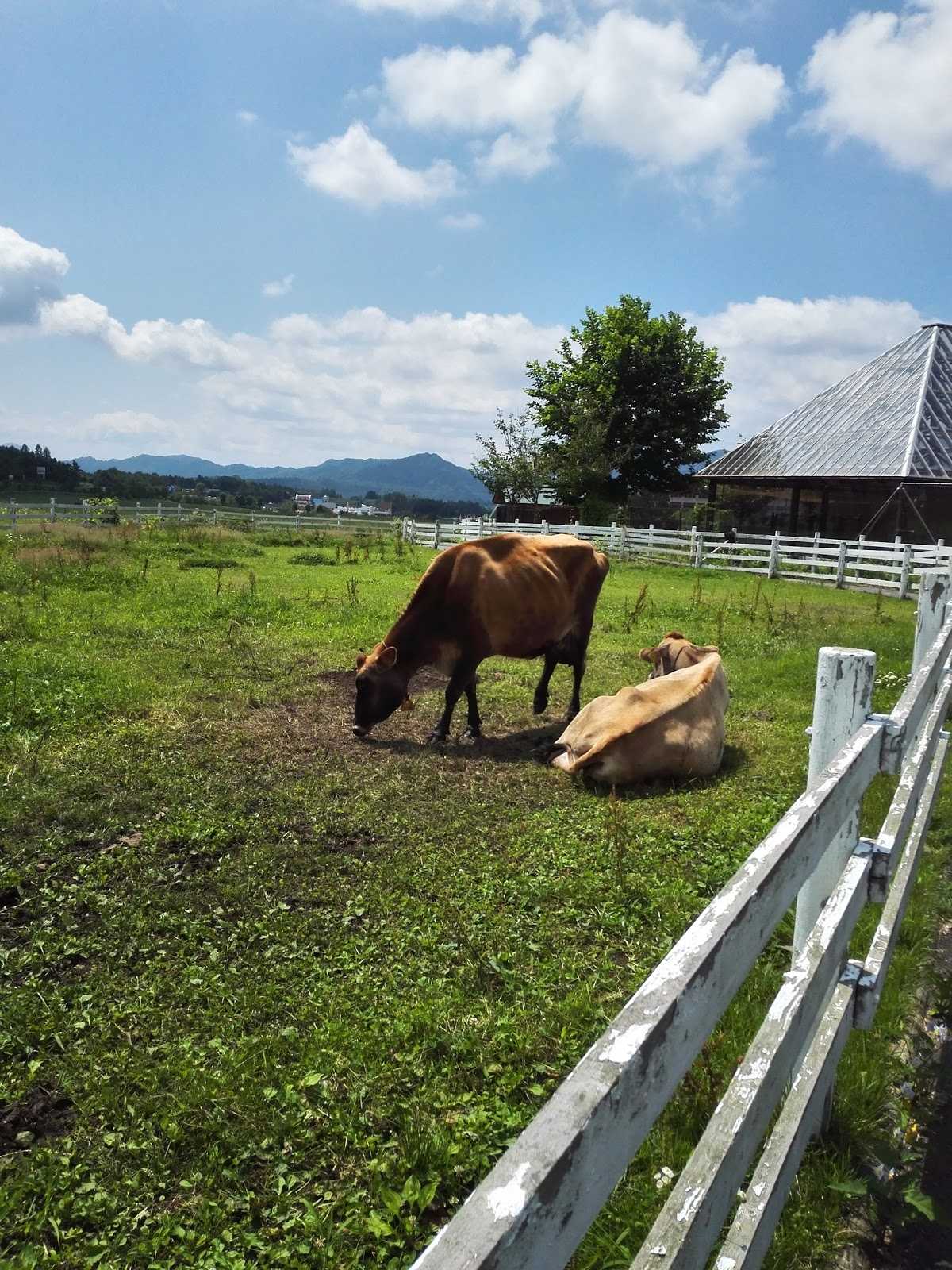ジャージー牛ふれあい広場 施設詳細