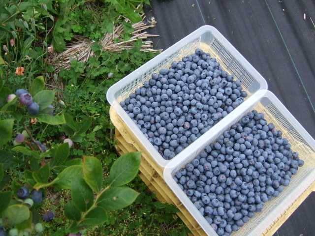 秦野いとう農園ブルーベリー園 施設詳細