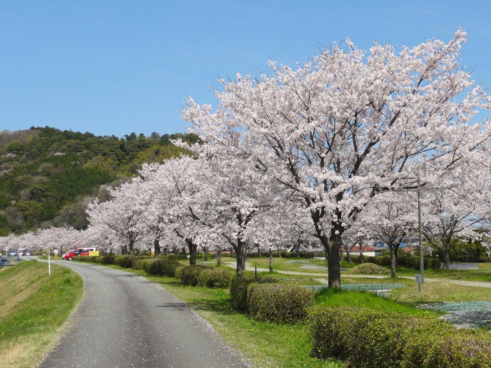 佐奈川桜づつみ公園 施設詳細