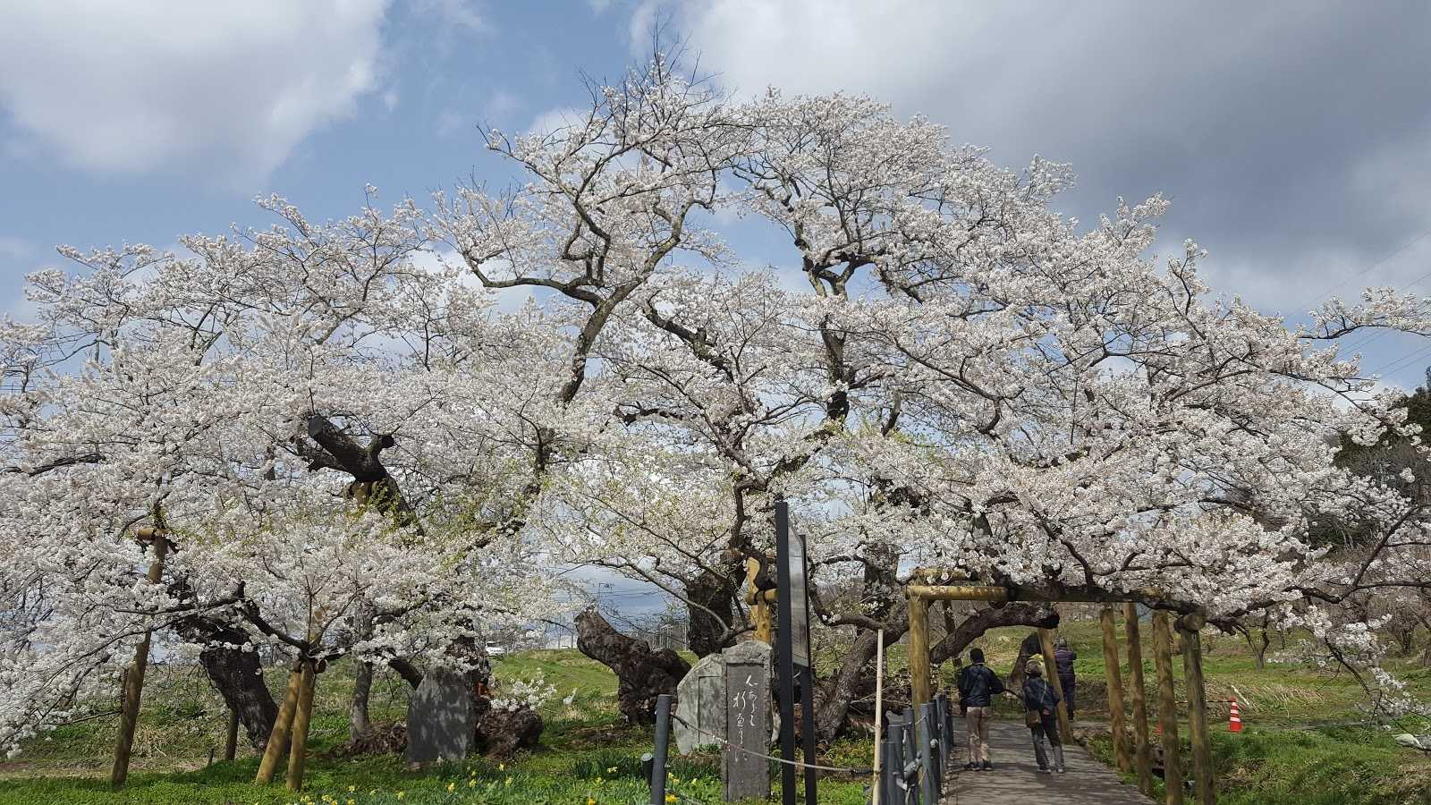 石部桜 石部邸跡 施設詳細