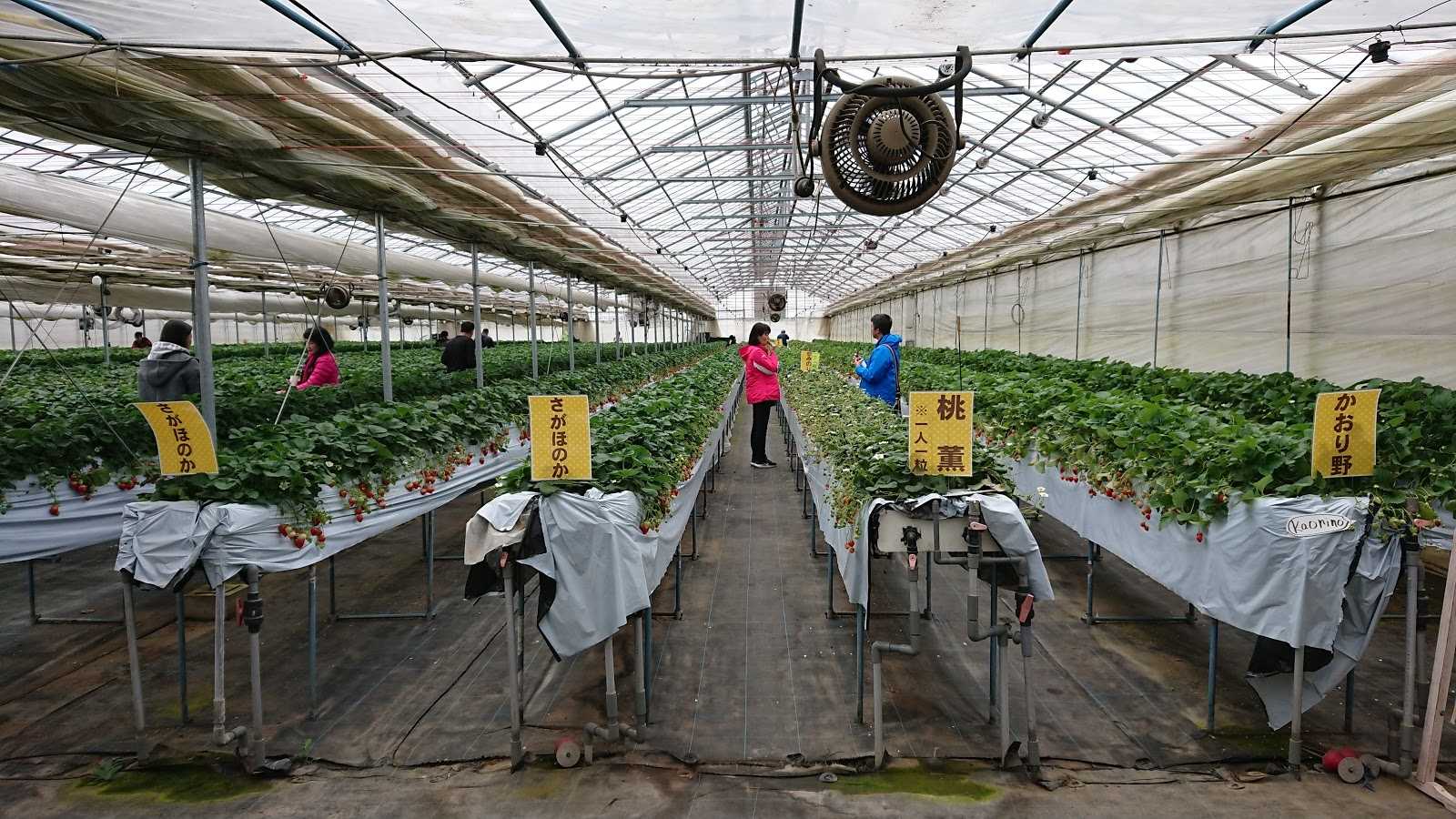 彩花園の周辺観光情報 Staynavi