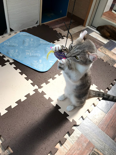 結カフェ 猫カフェ 猫部屋 の周辺観光情報 Staynavi