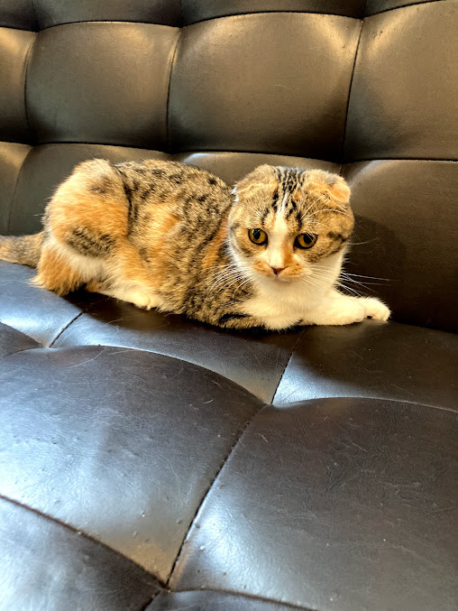 猫カフェ 猫喫茶 空陸家 小田原店の周辺観光情報 Staynavi