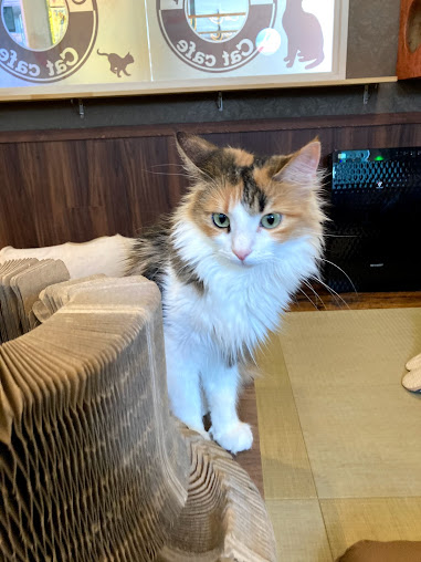 猫カフェ 猫喫茶 空陸家 小田原店の周辺観光情報 Staynavi