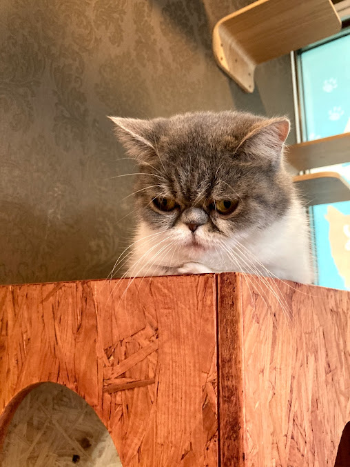 猫カフェ 猫喫茶 空陸家 小田原店の周辺観光情報 Staynavi