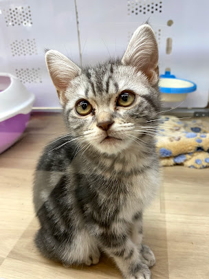 猫カフェ 猫喫茶 空陸家 小田原店の周辺観光情報 Staynavi