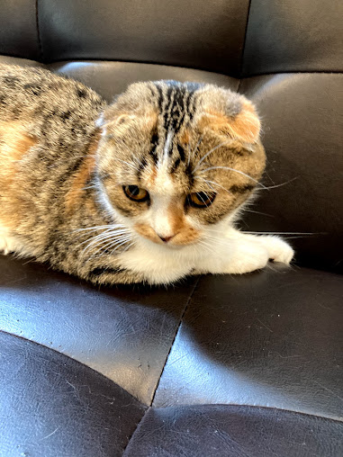 猫カフェ 猫喫茶 空陸家 小田原店の周辺観光情報 Staynavi