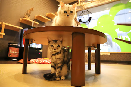 猫カフェ 猫喫茶 空陸家 新小岩店の周辺観光情報 Staynavi