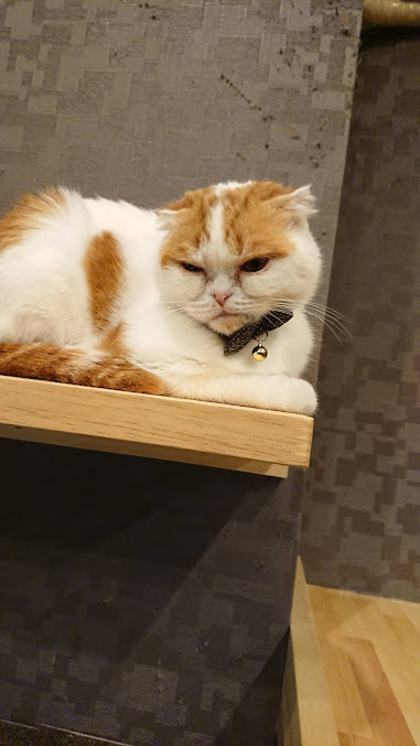 猫カフェ 猫喫茶 空陸家 新小岩店の周辺観光情報 Staynavi