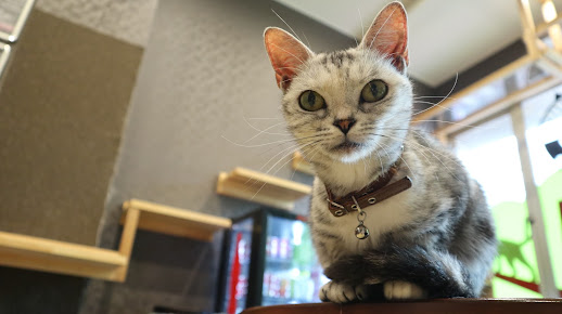 猫カフェ 猫喫茶 空陸家 新小岩店の周辺観光情報 Staynavi