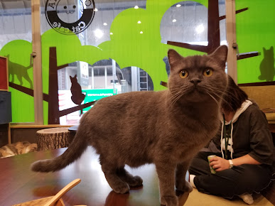 猫カフェ 猫喫茶 空陸家 新小岩店の周辺観光情報 Staynavi