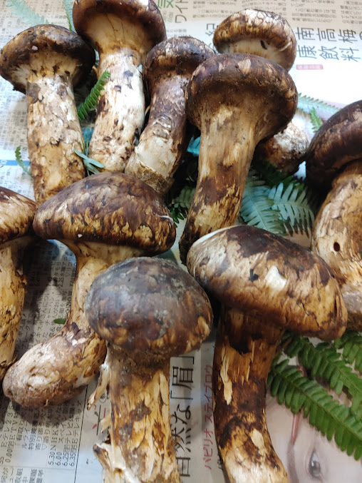 花狩人 かとう 梅田駅 周辺情報