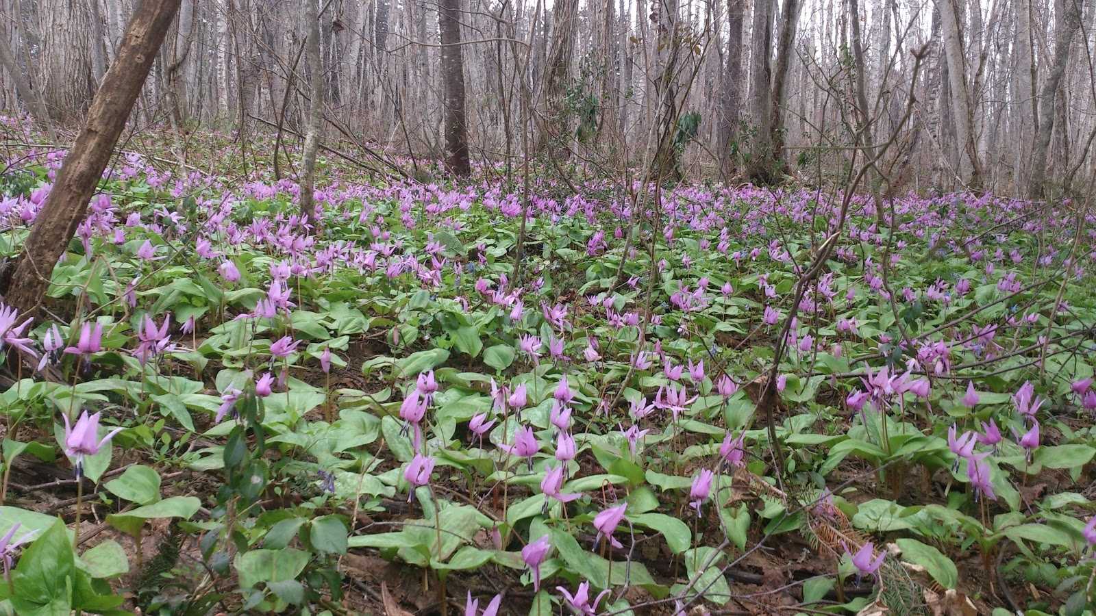 突哨山 施設詳細 突哨山 施設詳細