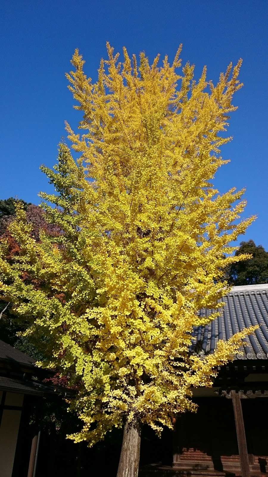 くら寿司 生駒店 施設詳細