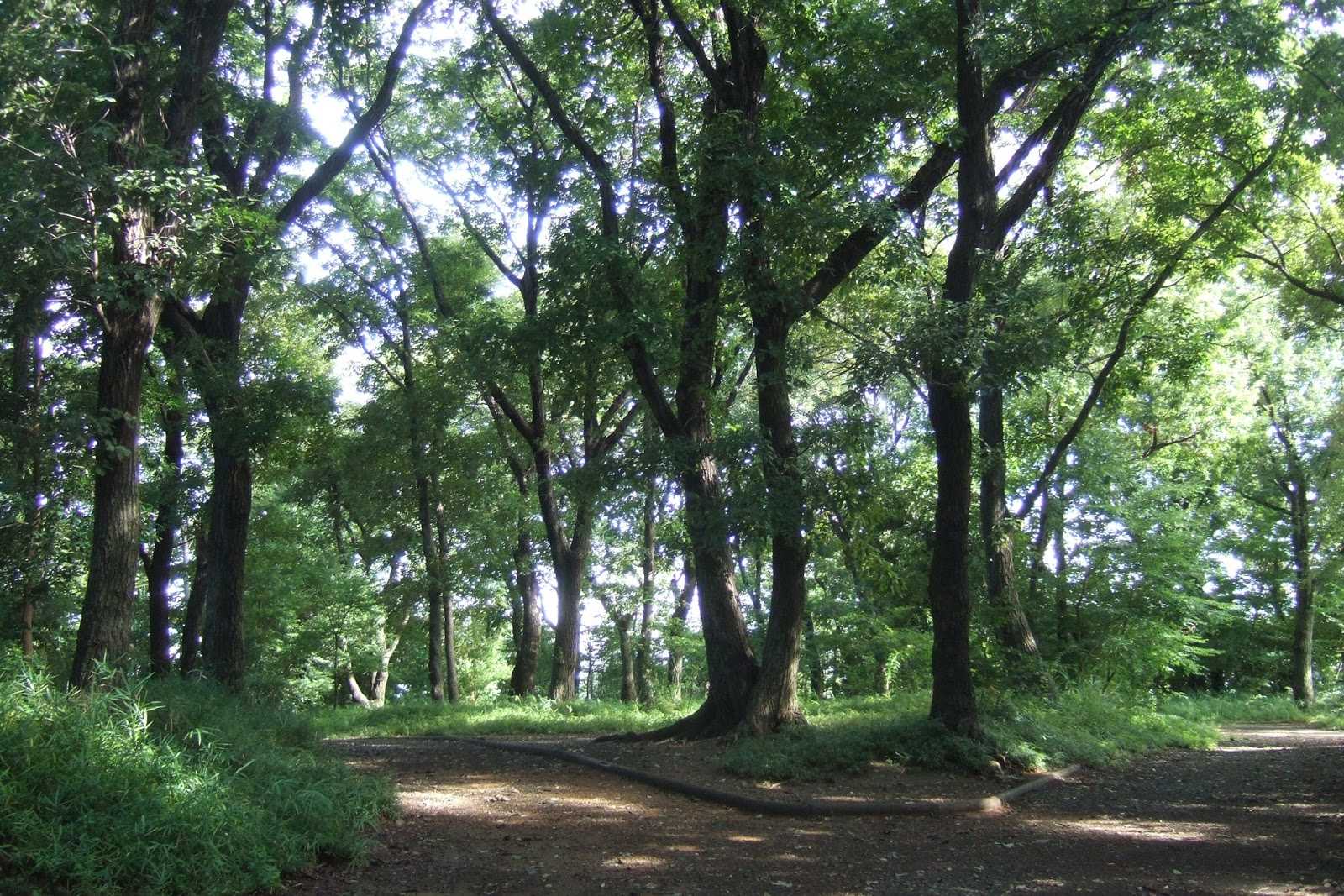 中原区市民健康の森 井田山緑地 施設詳細