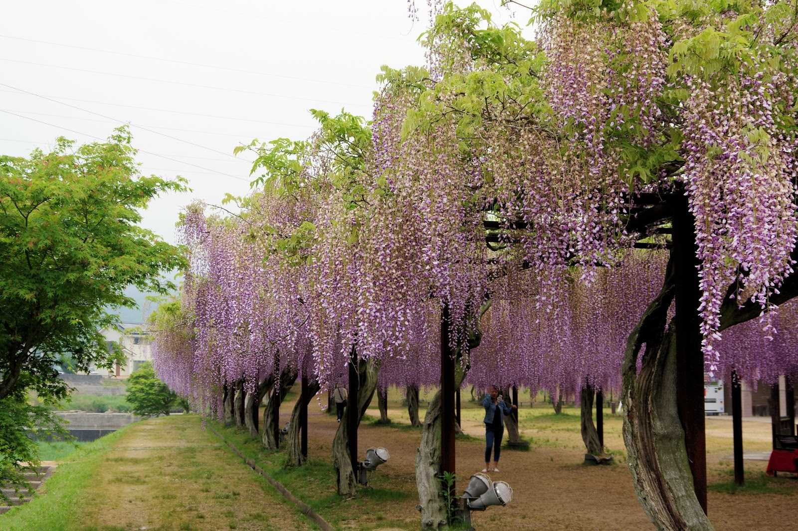 藤公園 施設詳細