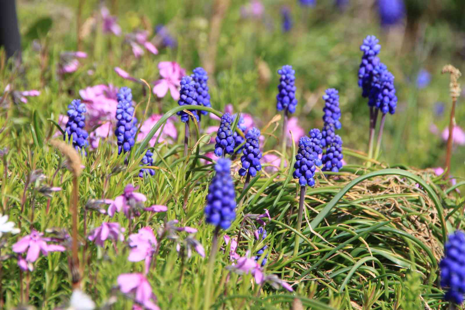 ペンション かおる ｋａｏｒｕ のお得な宿泊予約キャンペーンやクーポン Staynavi